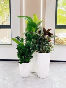 想让慈溪空间焕生机？植物出租服务别错过！